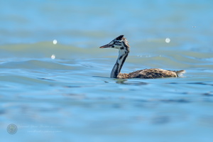 Great Crested Grebe (Podiceps cristatus) (1)