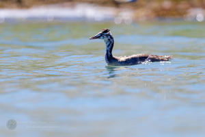 Great Crested Grebe (Podiceps cristatus) (2)