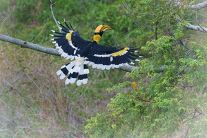 great hornbill (Buceros bicornis)  (2)
