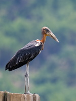 Greater adjutant (Leptoptilos dubius) (1)