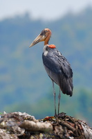 Greater adjutant (Leptoptilos dubius) (2)