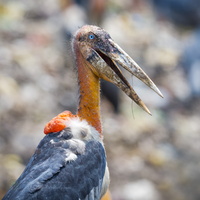 Greater adjutant (Leptoptilos dubius) (3)