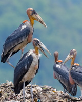 Greater adjutant (Leptoptilos dubius) (4)