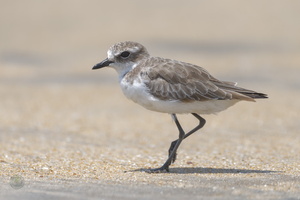 Greater Sandplover (Charadrius leschenaultii) (1)