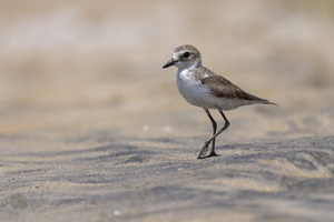 Greater Sandplover (Charadrius leschenaultii) (2)
