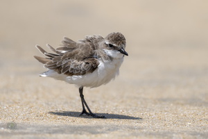 Greater Sandplover (Charadrius leschenaultii) (3)