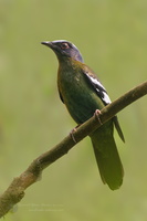 Green Cochoa (Cochoa viridis)