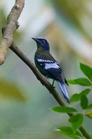 Green Cochoa (Cochoa viridis)01