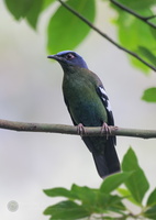 Green Cochoa (Cochoa viridis)02