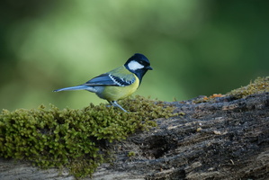 Green-backed Tit (Parus monticolus)(01)