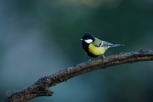 Green-backed Tit (Parus monticolus)