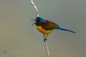 Green-tailed Sunbird (Aethopyga nipalensis)