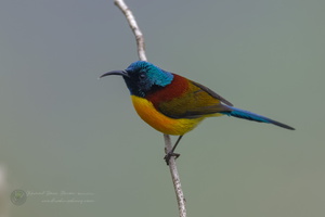 Green-tailed Sunbird (Aethopyga nipalensis)01