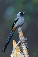 Grey Treepie (Dendrocitta formosae)
