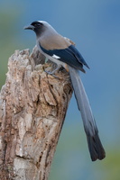 Grey Treepie (Dendrocitta formosae)0