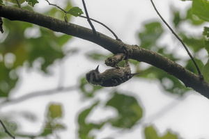 Grey-capped Woodpecker (Picoides canicapillus)