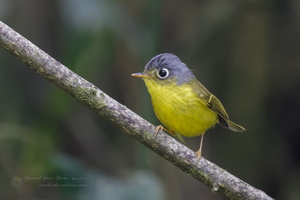 Grey-cheeked Warbler (Phylloscopus poliogenys)