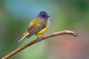 Grey-headed canary-flycatcher (Culicicapa ceylonensis)  (1)