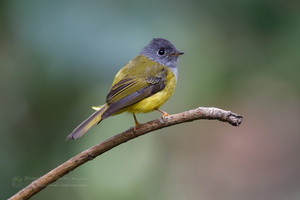 Grey-headed canary-flycatcher (Culicicapa ceylonensis) (1)