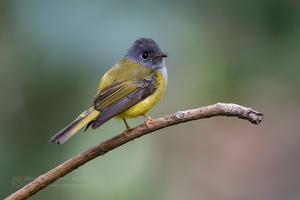 Grey-headed canary-flycatcher (Culicicapa ceylonensis) (2)
