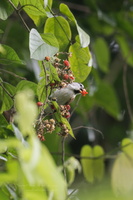 Grey-headed Parrotbill (Psittiparus gularis)