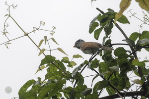 Grey-headed Parrotbill (Psittiparus gularis)01