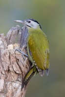 Grey-headed Woodpecker (Picus canus)(F)