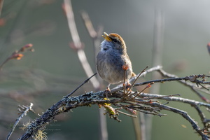 Grey-sided Bush Warbler (Cettia brunnifrons)