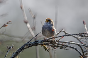 Grey-sided Bush Warbler (Cettia brunnifrons)01