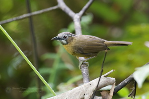 Grey-throated Babbler (Stachyris nigriceps) (2)