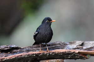 Grey-winged Blackbird (Turdus boulboul)