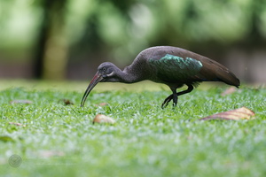 Hadada Ibis (Bostrychia hagedash) (1)