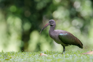 Hadada Ibis (Bostrychia hagedash) (3)