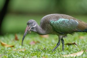Hadada Ibis (Bostrychia hagedash) (4)