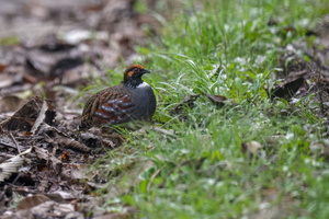 Hill Partridge (Arborophila torqueola)
