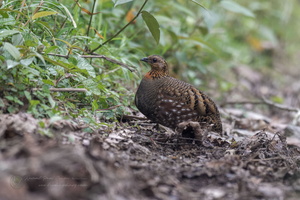 Hill Partridge (Arborophila torqueola)01