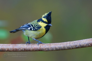Himalayan black-lored tit (Machlolophus xanthogenys)