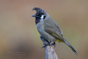 Himalayan bulbul (Pycnonotus leucogenys) (1)