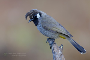 Himalayan bulbul (Pycnonotus leucogenys) (2)