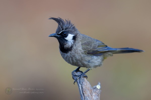 Himalayan bulbul (Pycnonotus leucogenys) (3)