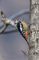 Himalayan woodpecker (Dendrocopos himalayensis)