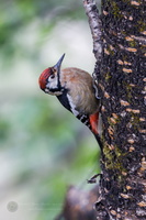 Himalayan woodpecker (Dendrocopos himalayensis) 