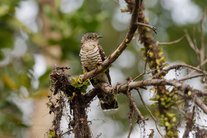 Indian Cuckoo (Cuculus micropterus)