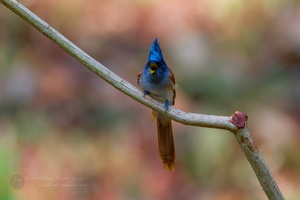 Indian paradise flycatcher (Terpsiphone paradisi)