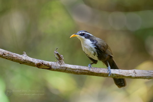 Indian scimitar babbler (Pomatorhinus horsfieldii) (1)