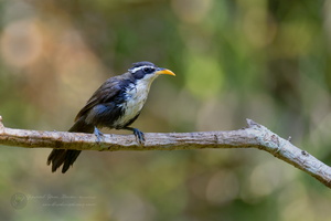 Indian scimitar babbler (Pomatorhinus horsfieldii) (2)