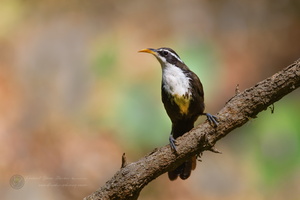 Indian scimitar babbler (Pomatorhinus horsfieldii) (3)