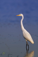 Intermediate Egret (Ardea intermedia)