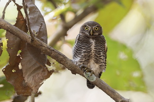 Jungle Owlet (Glaucidium radiatum)