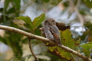 Jungle Owlet (Glaucidium radiatum)01
